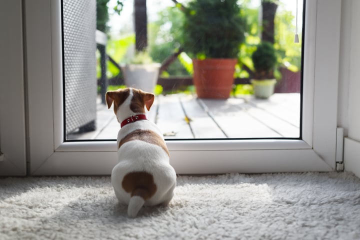 How to Help Dogs with Separation Anxiety