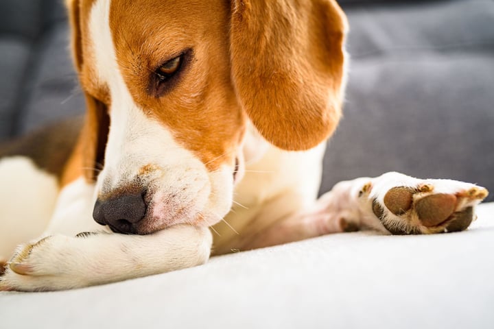 The Horrible Dog Hot Spot: 5 Causes and Treatment Tips