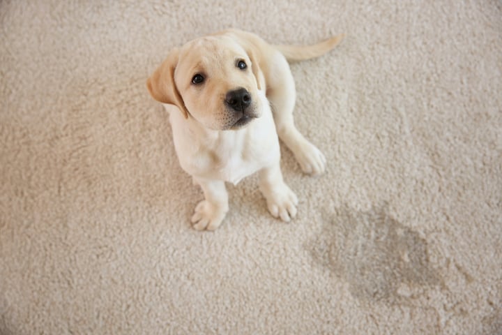 How to Train a Puppy to Potty: 5 Tips You Need to Know