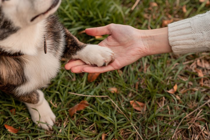 Keep Your Furry Friend Happy with These 5 Pet Health Tips