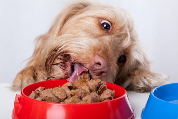$31 billion reasons why your dog might eat better food than you
