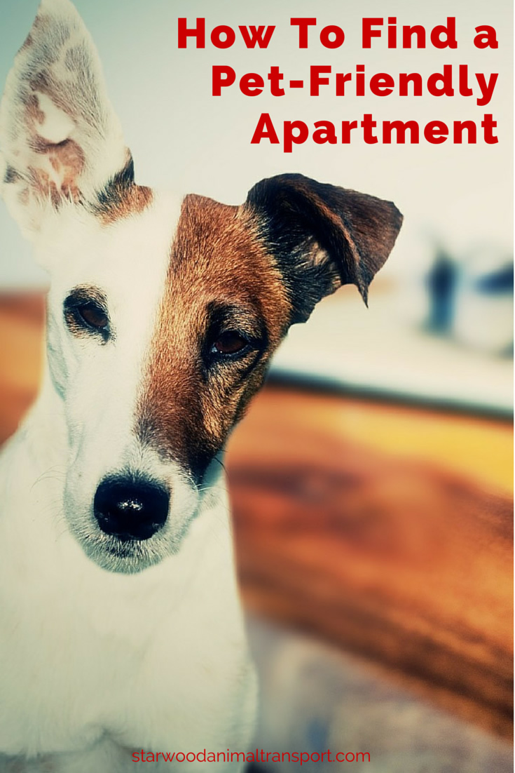 Moving A Pet Tips For Finding A Pet Friendly Apartment