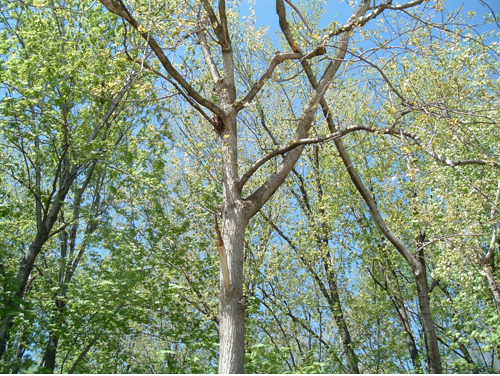 eastern cottonwood tree facts