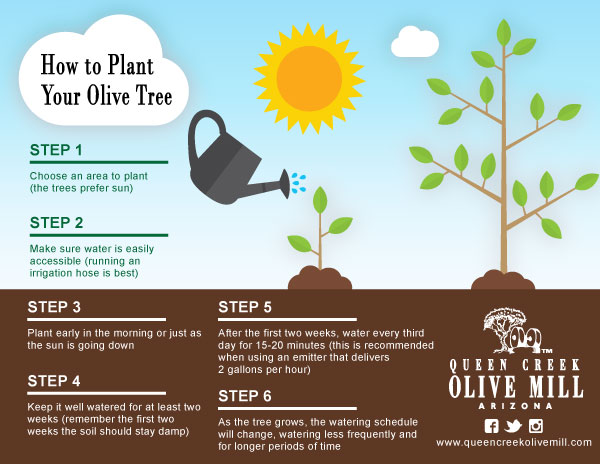 9 Divine Facts About The Olive Tree