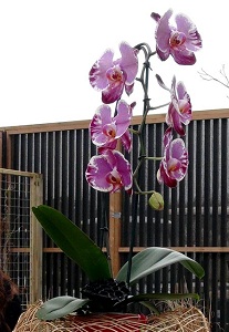 New Phalaenopsis Orchid Hybrid Revealed in Netherlands