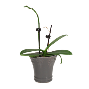 https://cdn2.hubspot.net/hub/52259/file-312493167-jpg/bloom-drop.jpg