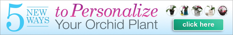 5 Ways to Personalize Your Orchid Plant