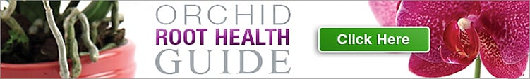 Orchid Root Health