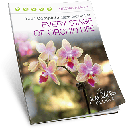 Every Stage of Orchid Life Guide