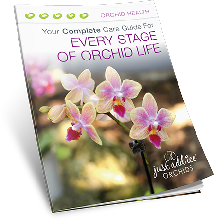 Every Stage of Orchid Life