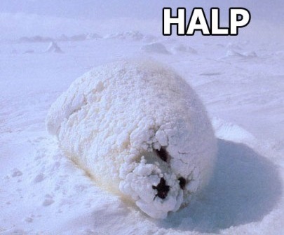 halp-seal