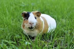 guinea-pig