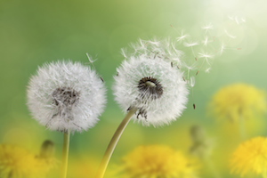 dandelion-winds-of-change