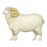 ram