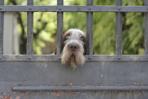 dog-behind-gate