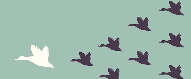 flock_of_birds
