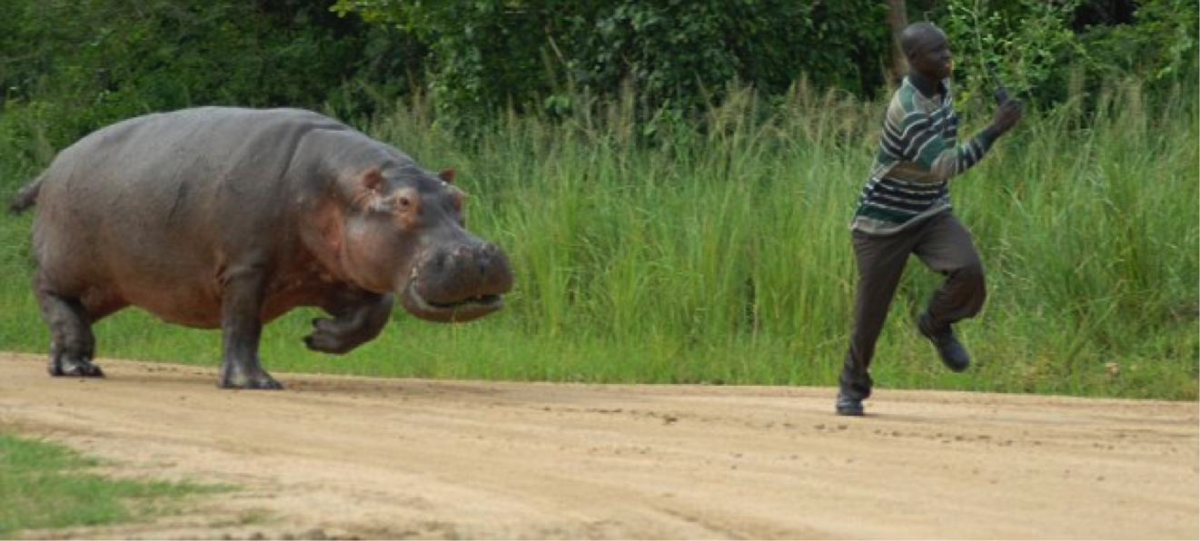 chased_by_hippo