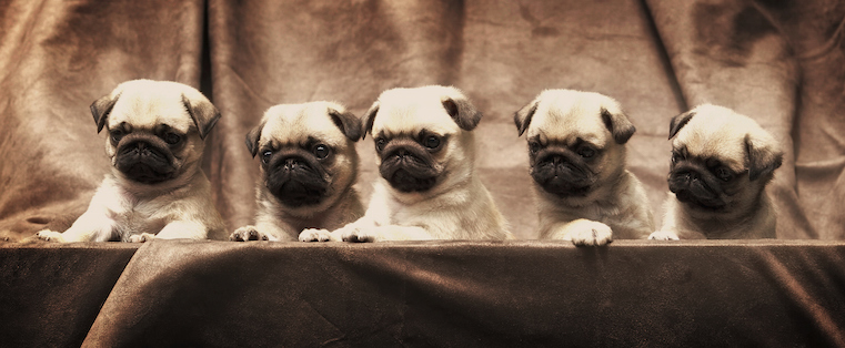 herding-pugs