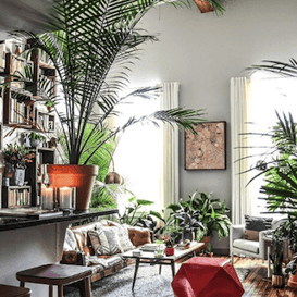 Apartment Therapy Instagram account showing plant-inspired living room