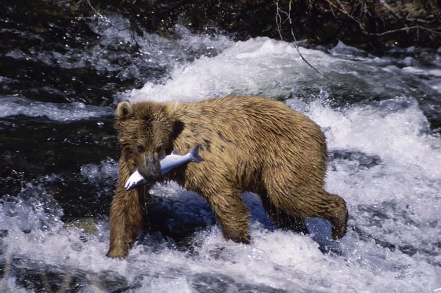 Brown bear eating fish in river