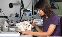 Fossil preparator Michelle Pinsdorf works in the lab. Link takes you to Smithsonian's Science How Page.
