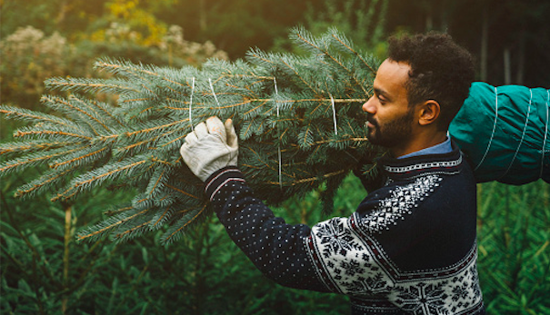 Seasonal worker carrying pine tree in a yard or forest