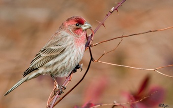 A healthy male house finch perches on a bramble. Link goes to NSF's multimedia gallery.