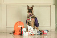 Fred the preparedness dog poses with supplies. Link goes to fredthepreparednessdog.org.