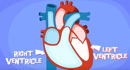 Cartoon illustration of the heart. Link takes you to KidsHealth.org's page on how the heart works.