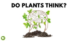 Cartoon illustration of plants and a brain with caption do plants think? Link takes you to PBS science fair projects page.