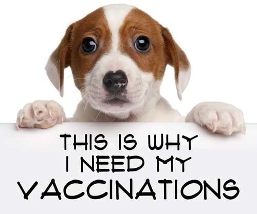 Image result for pet vaccines