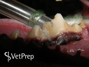 dental