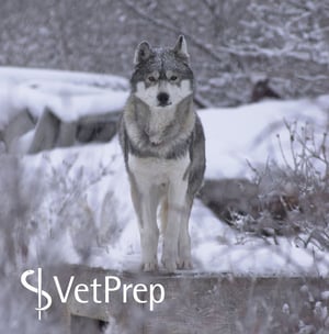 Husky.png