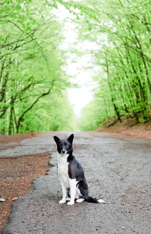 LostDog