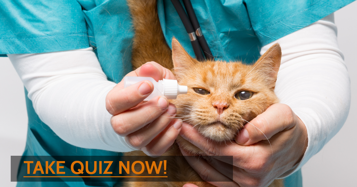 TakeQuizNow