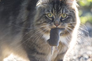cat eat mice