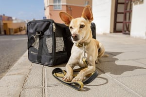 dog carrier