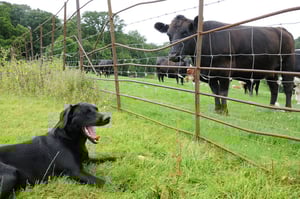 dogandcow