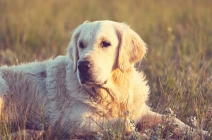 goldeningrass