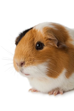 guineapig
