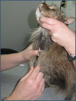 jugularcat