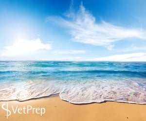 vp-sea