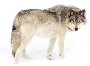 wolves