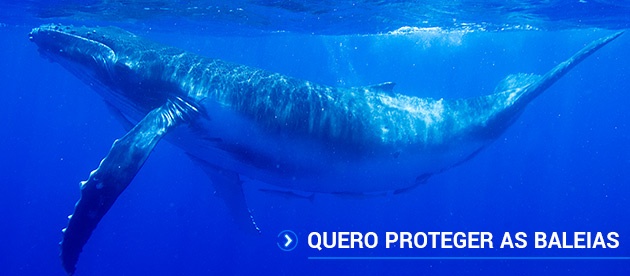 Quero proteger as baleias