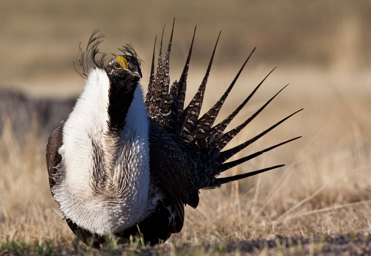 new film features american icon: sage-grouse