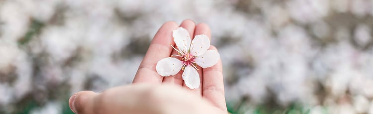 Steunmaatregelen Vlaamse zelfstandigen