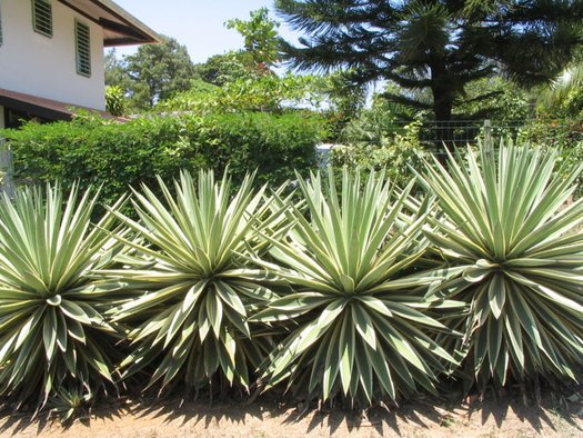 the right outdoor landscaping is critical to securing your home