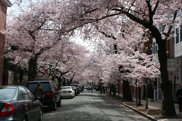connecticut-cherry-blossom-festival-new-haven