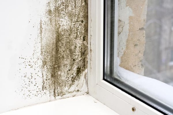 large-patch-of-black-mold-next-to-window