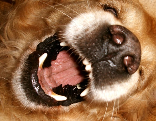 Preventing Dog Bites
